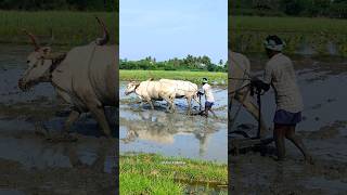 ploughing with bulls by farmer  bull ploughing the field cow ploughing the field ox ploughing field [upl. by Midas710]