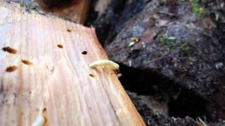 Woodworm larvae up close [upl. by Eintihw705]