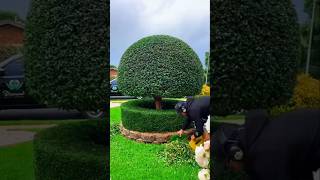 This guy cut the grass PT3 shorts youtubeshorts shortsfeed viralvideo viralshort [upl. by Courtnay]