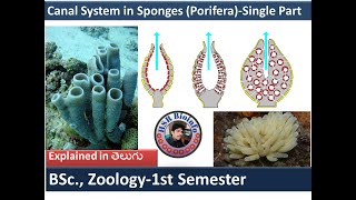 Canal system in sponges single part Types of Canal System in Sponges  Phylum Porifera HSR Bioinfo [upl. by Benildas628]