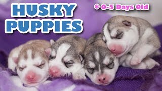 Husky Puppies newborn  SUPER CUTE 🐺😂 [upl. by Nnyrb446]