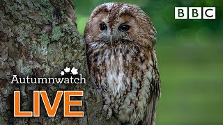 Cute wildlife cams UK 31 Oct 🦔🐾🐿  BBC Autumnwatch [upl. by Oneill]