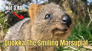 Meet The Quokka  The Smiling Marsupial  The Worlds Happiest Animal [upl. by Auqenahs]