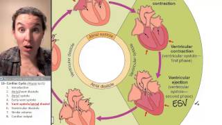 Cardiac cycle 5 Atrial diastole ventricular systole [upl. by Fiona]