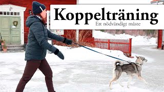 Hundskolan Koppelträning [upl. by Nimzay]