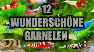 12 Wunderschön gefärbte Zwerggarnelen für das Aquarium  Sascha Hoyer [upl. by Tonry]