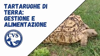 Tartarughe di terra alimentazione e gestione [upl. by Anaujd]