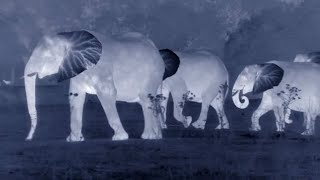 African Wildlife at Night  Thermal Infrared Camera  Love Nature [upl. by Spears]