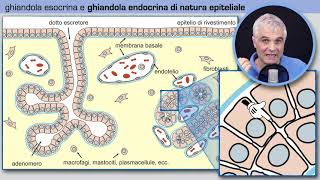 Tessuto ghiandolare endocrino [upl. by Assertal212]