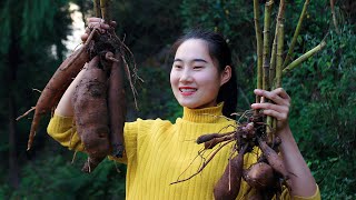 Steamed Birds Nest Yacon and Tremella Sweet Soup Soft and Warm｜Couples Pastoral Life in Sichuan [upl. by Llenreb]