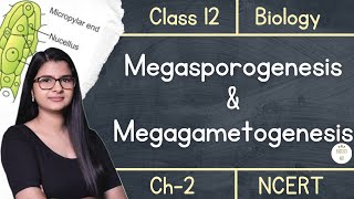 Class 12  Megasporogenesis amp Megagametogenesis  NCERT [upl. by Aropizt]