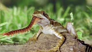 Centipede vs Blue Tongue Skink  Big battle in the bush [upl. by Sina]