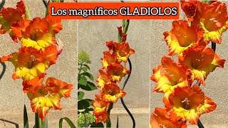 Gladiolos cuidados fáciles 😍 Gladiolus o espadilla [upl. by Oyam]