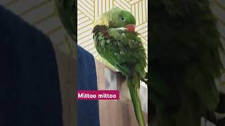 Mittoo Mittoo trending Mittoo talking parrot [upl. by Reyam]