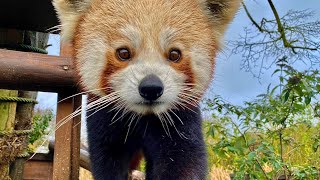 🔴 LIVE at the ZOO Red Pandas [upl. by Aij]