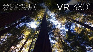 Redwood Forest Virtual Tour  VR 360° Travel Experience  Forest National Park  CA [upl. by Savior4]