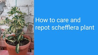 How to care and repot schefflera plant [upl. by Farron657]