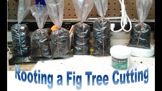 Rooting Propagating Fig Tree Cuttings Bag Method [upl. by Liebman168]