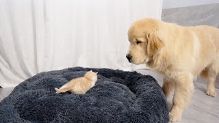 Golden Retriever is Startled by a Kitten Occupying His Bed [upl. by Myranda]