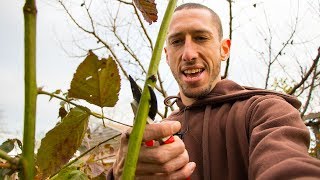 How To Prune BLACKBERRIES For Better Harvests [upl. by Eugenie]