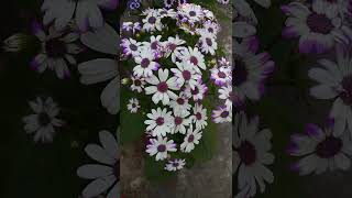 Cineraria Flowers [upl. by Limemann]