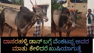 Grogeous hallikar stud bull belongs venkatappa Dasarahlli Ramanagara [upl. by Neffirg]