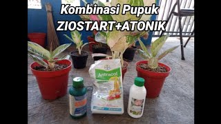 Kombinasi Pupuk ZIOSTARTATONIK [upl. by Pace]