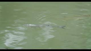 Hecht und Döbel im Bodensee pike Squalius cephalus Esox lucius in Lake Constance fish [upl. by Nauqit888]