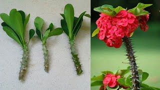 اكثار الايفوربيا  شوكة المسيح   How to propagate Euphorbia Milii plant [upl. by Bray172]