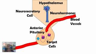 Negative Feedback Loops AP Biology 45 [upl. by Llerud731]