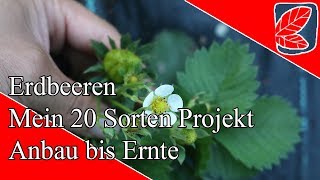 Erdbeeren  20 Sorten Projekt Teil 1 [upl. by Legnalos]