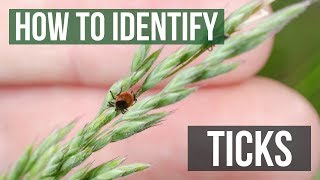 How to Identify Ticks  Tick Identification [upl. by Rawdan]