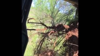 Grubbing mesquite in the Texas hill country [upl. by Nylaf62]