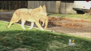 Pet Owners On Alert After Coyote Kills Cat [upl. by Downey]