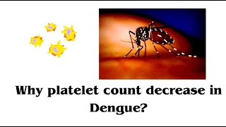 Why platelet count decrease in dengue ll Thrombocytopenia ll [upl. by Daveta]