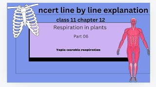 aerobic respiration NCERT line by line explanation [upl. by Lledner]