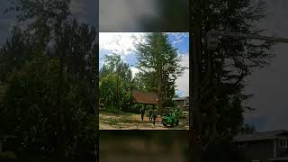 Tree worker TIMELAPSE [upl. by Boot]