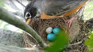 Brood parasitism American Robin rejects a Cowbird egg [upl. by Knowles]