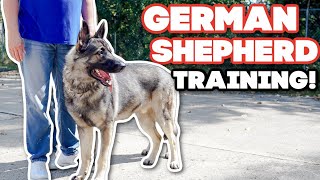 How to train a German Shepherd [upl. by Effy839]