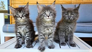 Maine Coon Kittens Growing Up  Day 1  100 [upl. by Edwyna]