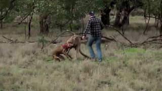 Man Punches Kangaroo In The Face To Save His Dog FULL VIDEO HD [upl. by Etnomaj]