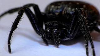 Spaltenkreuzspinne  Walnut Orb Weaver Nuctenea umbratica super Macro [upl. by Ittam]