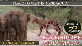 MUDUMALAI AND BANDIPURE TIGER RESERVE  PLACES TO VIST IN MASINGUDI  JUNGLE SAFARI BANDIPURE [upl. by Grizelda]