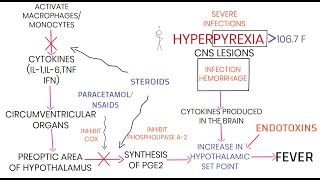 PATHOGENESIS OF FEVER [upl. by Haase]