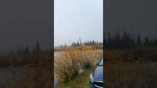 Misty River amp Golden Foliage in Banff 🍂🌊✨ BanffBeauty AutumnSerenity NatureMagic [upl. by Iak]