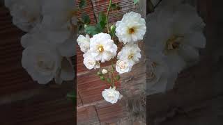 Rosa moschata lindas flores plantas short flores natureza [upl. by Shelly]