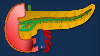 Apparato digerente 18 Pancreas  Anatomia macroscopica [upl. by Collen]