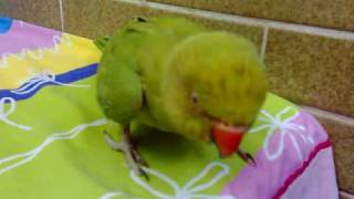 Parrot playing angry bird [upl. by Delbert]