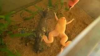 African Clawed Frogs Hand Feeding  Afrikanische Krallenfrösche Fütterung [upl. by Norrab]