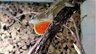 Anole mating and showing territorial behavior  Anolis Paarung und Territorialverhalten [upl. by Veradia]